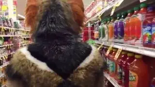 Jackal Goes Shopping in San Francisco