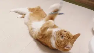 猫じゃらしにキレキレの猫パンチが止まらない猫。