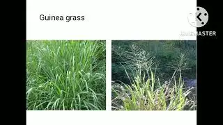 grasses name for cet agri practical exam