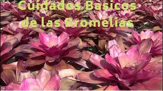 Bromelias Cuidados Basicos y Consejos ♥♥