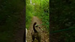 || dogs || cute and beautiful animal's || funny compilation video || RV Animals ||