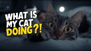 The One Weird Thing Your Cat Does Every Night While You Sleep 😺 (And It&rsquo;s About You!)
