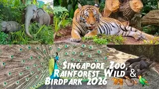 Singapore Zoo, Rainforest Wild & Bird Park 2026 🐅🦥🦜