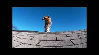 NJ Raccoon Removal by NJ Wildlife & Pest Control 9738019007