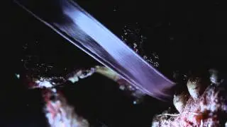 Hyrrokkin - HAARP (Official Video)