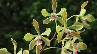 Encyclia Jan Ragan (E. profusa x E. fowliei). Hybrid orchids of my collection