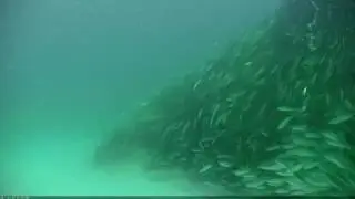 nbmss
