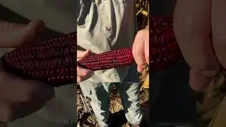 You Should Plant This Jimmy Red Corn