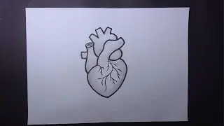 How To Draw Heart Human Step by Step Tutorial