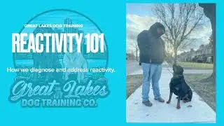 Reactivity 101 | Great Lakes Dog Training | Tutorials