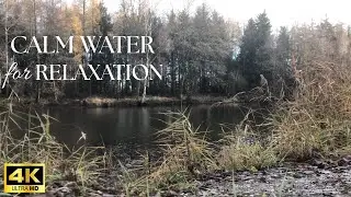 Forest Lake in Autumn – Soft Ripples & Earthy Nature Sounds for Relaxation