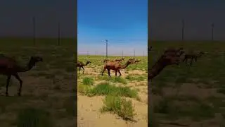 beautiful Balochistan #fashion #unfrezzmyaccount