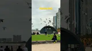 Floating Birds seen @JBR Dubai #shortsfeed #travel #shorts #dubai #travelvlog