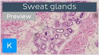 Sweat Glands (preview) - Histology & Function - Human Anatomy |&nbsp;Kenhub