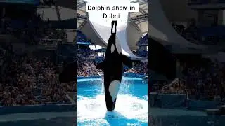 Sea World Show 🌊 | Dolphins, Orcas & Stunning Ocean Moments#jessica #orca  #orcashow #dolphinshow