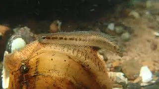 Lampsilis mussel in the Cahaba River, Alabama