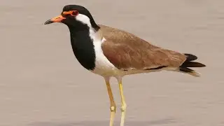 Trulek gelambir merah, Jenis burung yang dikenal dari alarm keras yang jadi karakteristiknya