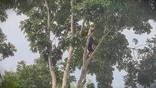 Ariel Pruning: Climbing High to Prep for Tree Felling _FarmersLife _Shorts