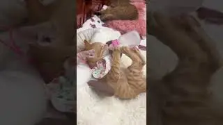 Funniest Cats and Dogs Videos 😼🐶 Try Not To Laugh 😜 Part (23)