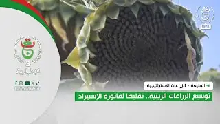 المنيعة - الزراعات الاستراتيجية | توسيع الزراعات الزيتية.. تقليصا لفاتورة الإستيراد