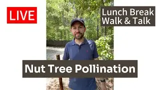 Nut Tree Pollination - Pecans, Chinese Chestnuts and Hazelnuts