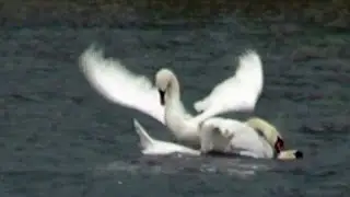 Swan saved by partner - 2015-04 - tewbirds @ Rutland Water