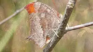 Searching For Endangered Butterflies At Everglades National Park