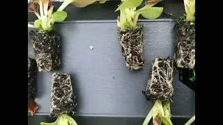 The Power of Microbial Inoculants