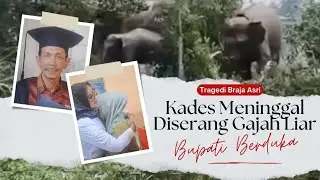 KADES BRAJA ASRI MENINGGAL DISERANG GAJAH LIAR, BUPATI BERDUKA... 