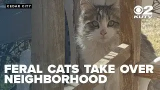 Animal hospital claims feral cat population growing, hundreds reported in neighborhoods