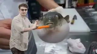 Pufferfish eating carrot, ft Filthy Frank