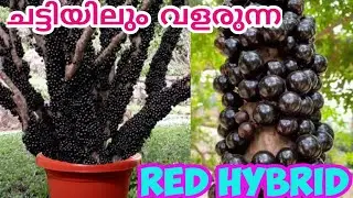ചട്ടിയിലും വളരുന്ന മര മുന്തിരിയുടെ മികച്ച ഇനം/Jaboticaba/Exotic Fruit/Grape/Brazilian  Tree Grape