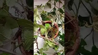 #insects #insect #phasmes #terrarium #terrariophilie