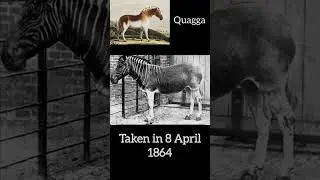 Last Photos of extinct Animals #history #extinctanimals #rare