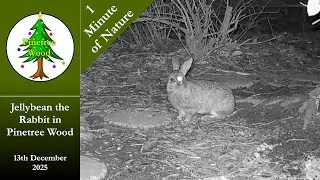 Jellybean the Rabbit in Pinetree Wood - Dec 13th 2025