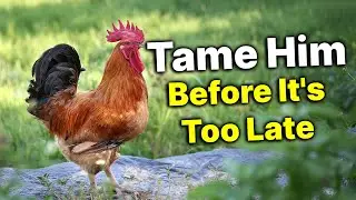 How to Tame An EXTREMELY Aggressive Rooster