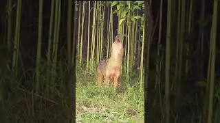 Fox Sound #shorts#reels #youtubeshorts #shortfeed #viral#trending