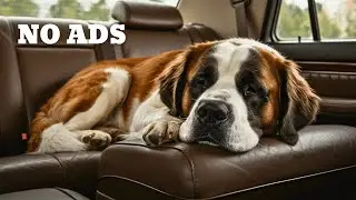 8 HOURS | Dreamy Serenity - Stress-Free Car Music for Dogs