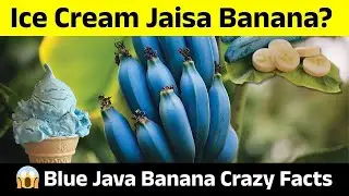 Ice Cream Jaisi Banana?! 😱 Blue Java Banana ke Crazy Facts | Natural Ice Cream Fruit!
