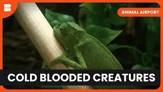 Exotic PETS at Heathrow! - Animal Airport - Animal Documentary