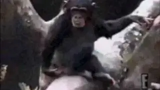 Monkey Smells Finger and Falls Out of Tree