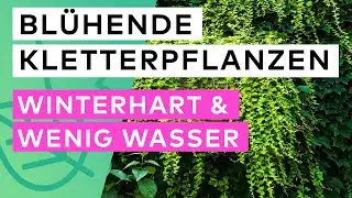 Blühende Kletterpflanzen, die WINTERHART sind und SCHNELL wachsen