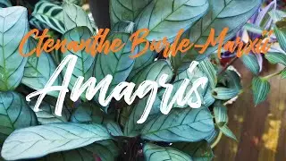 Ctenanthe Burle Marxii Amagris has revived