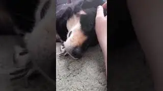 My pup chuckle berry Bre (what should i post more?)