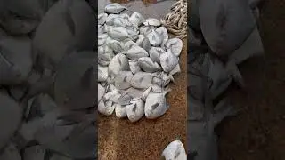 Белый помфрет в рыбной гавани Карачи