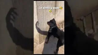 Ser&aacute; que la cintio #trend #animals