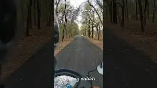 amazing cg kanker forest😍