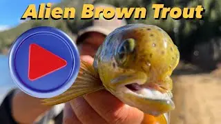 Alien Brown Trout - Fishing at Georgetown Lake in Georgetown, Colorado