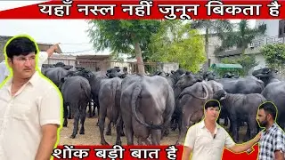रणदीप मलिक का करोड़ों का पशुधन और साथ में बताई सब की सच्चाई ।Randeep Malik Dairy Farm-98171 31733