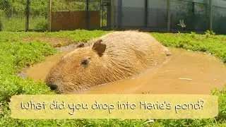LoFi Chill with Capybara Mom Marie 🐹🌊 | 11 Hours of Pondside Relaxation